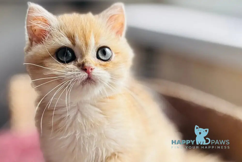 Quentin British Shorthair male black golden shaded live animals