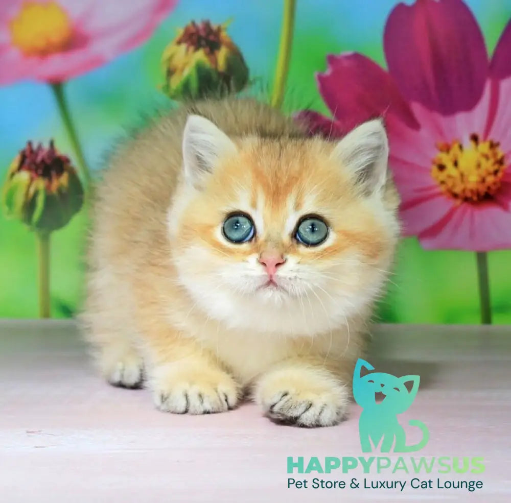 Quentin British Shorthair male black golden shaded - live animals
