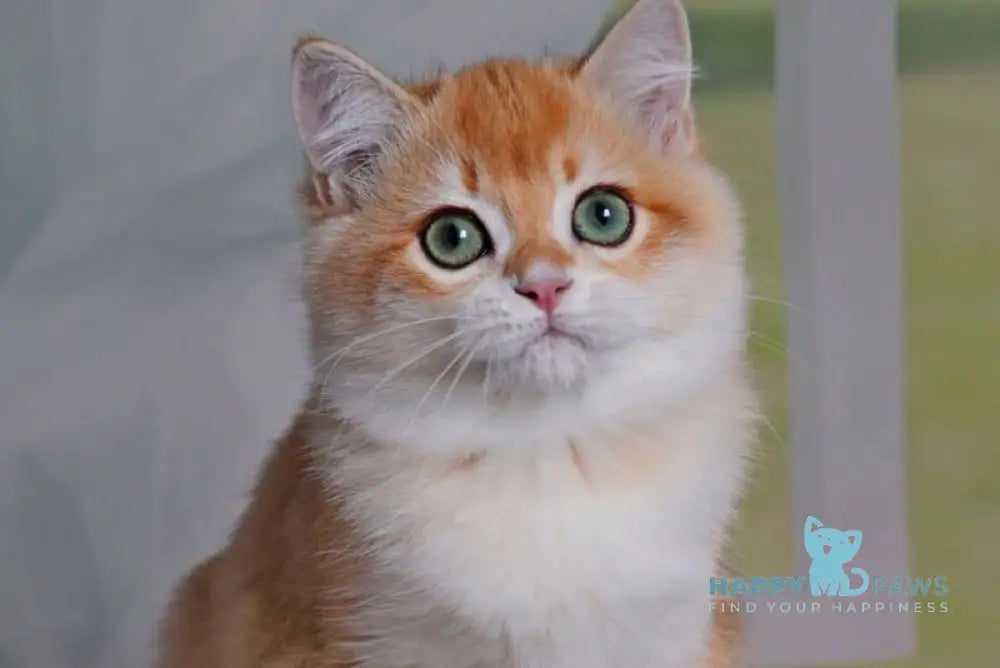 Quentin British Shorthair male black golden shaded live animals