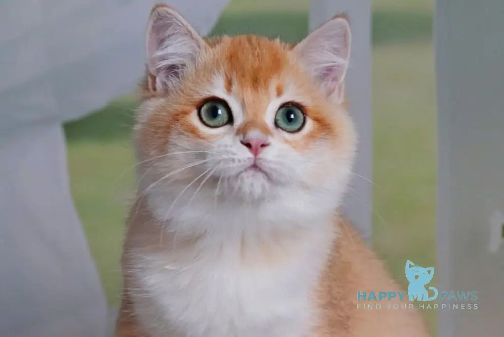 Quentin British Shorthair male black golden shaded live animals