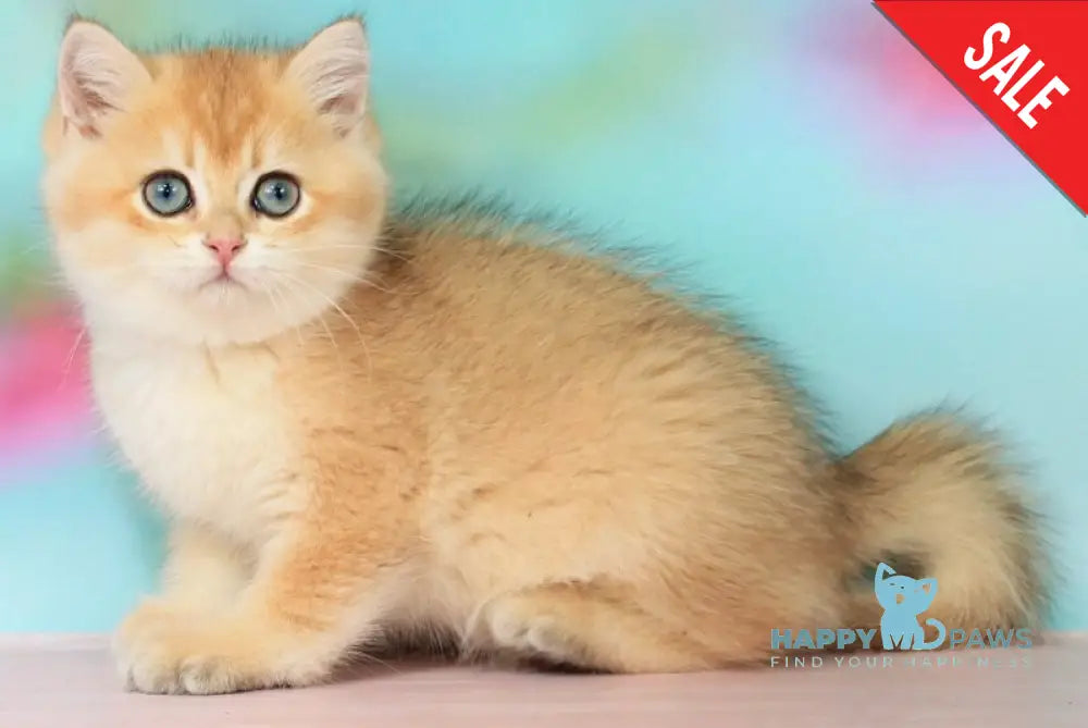 Quentin British Shorthair male black golden shaded - live animals