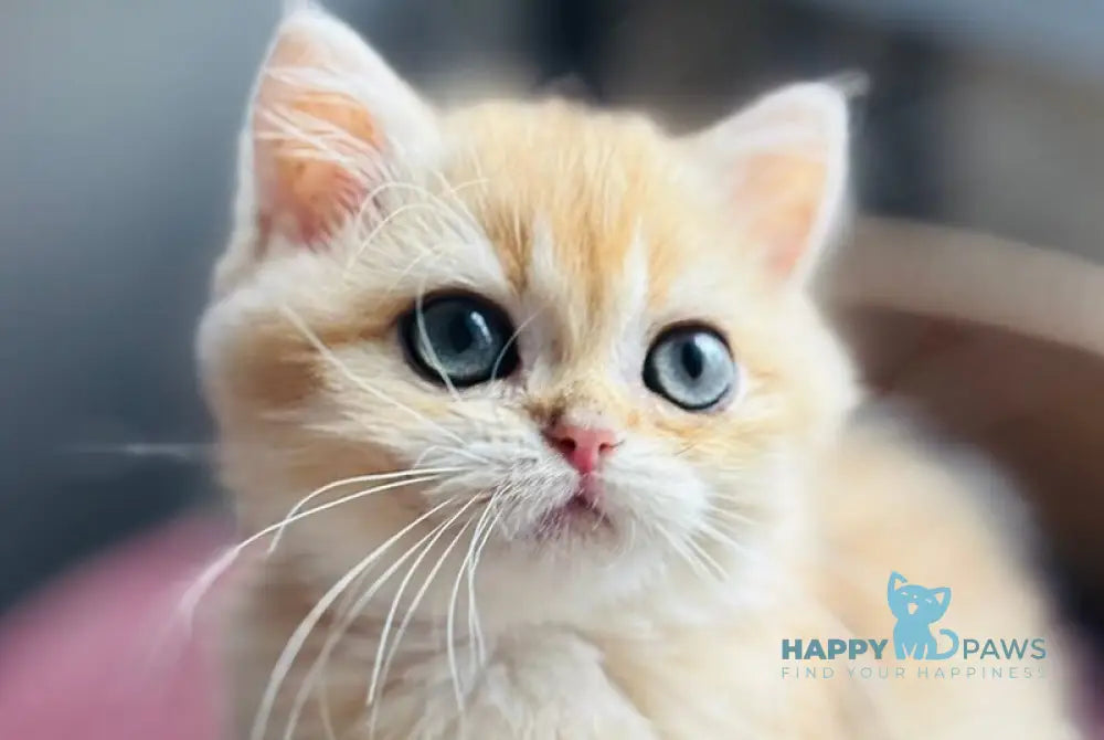 Quentin British Shorthair male black golden shaded live animals