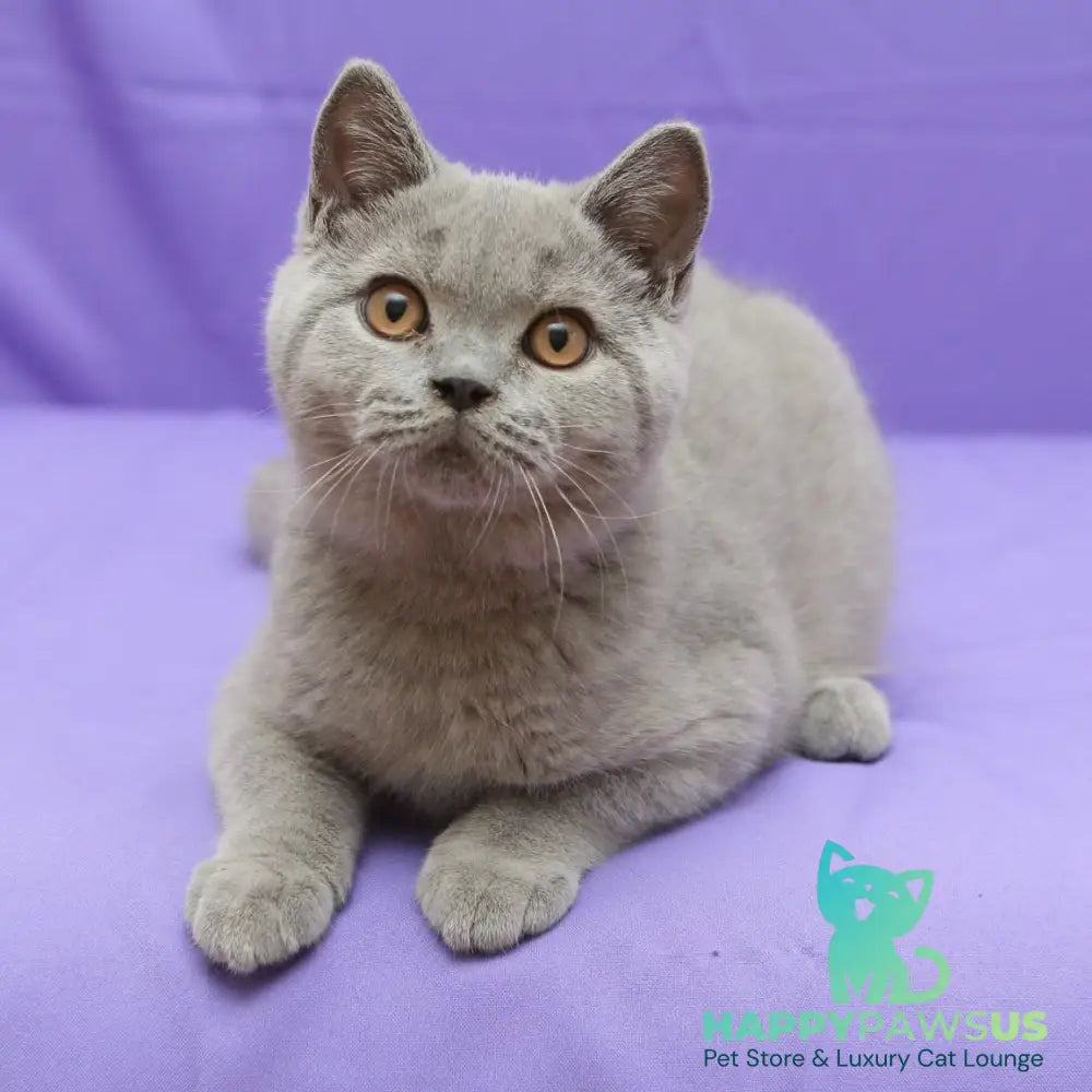 Quentin British Shorthair male blue - live animals