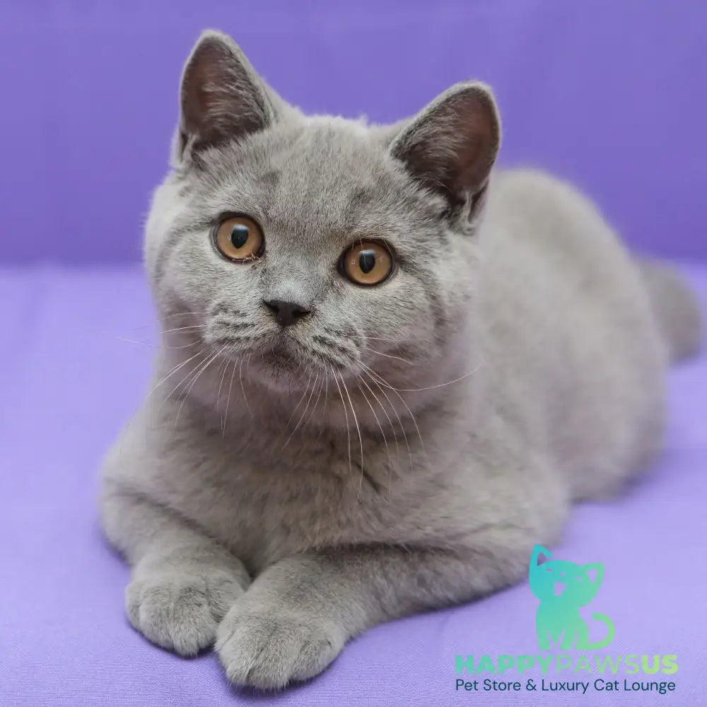 Quentin British Shorthair male blue - live animals