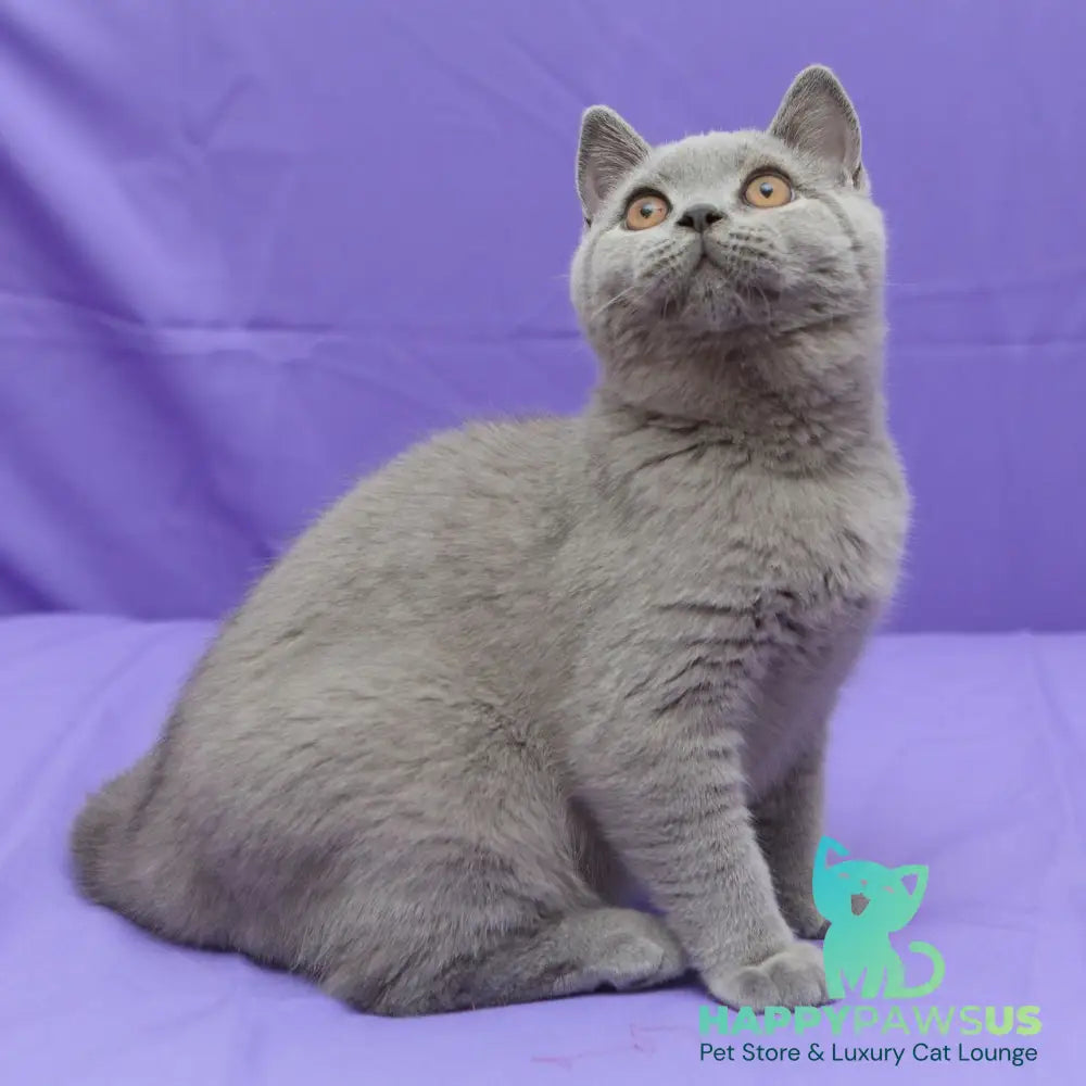 Quentin British Shorthair male blue - live animals