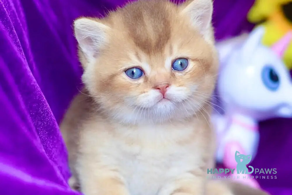 Quentin British Shorthair male chocolate golden shaded live animals