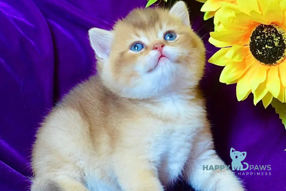 Quentin British Shorthair male chocolate golden shaded live animals