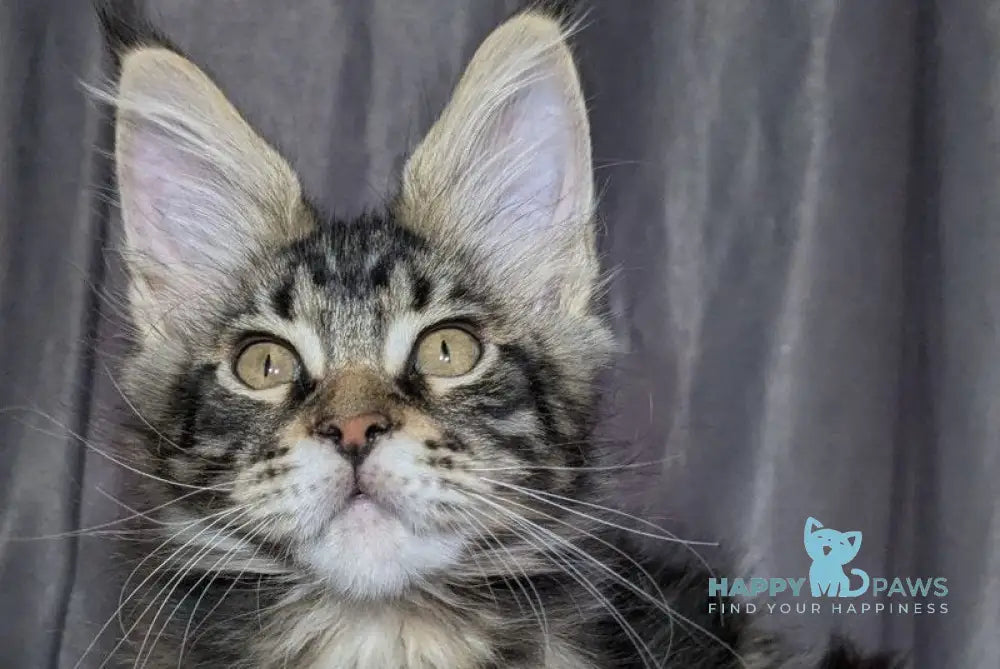 Quentin Maine Coon male black silver tabby live animals