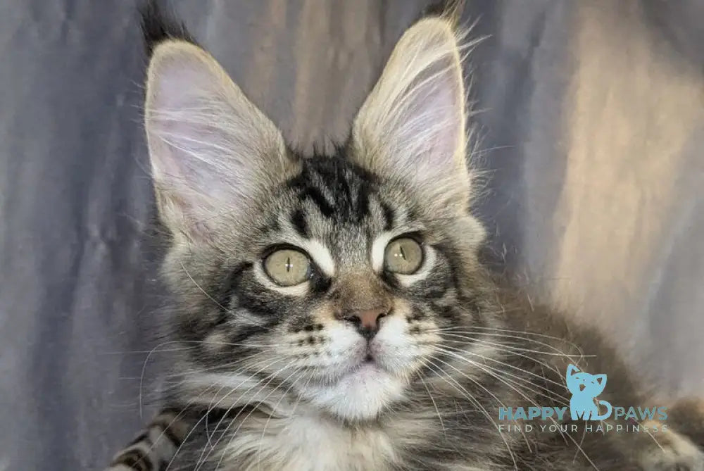 Quentin Maine Coon male black silver tabby live animals