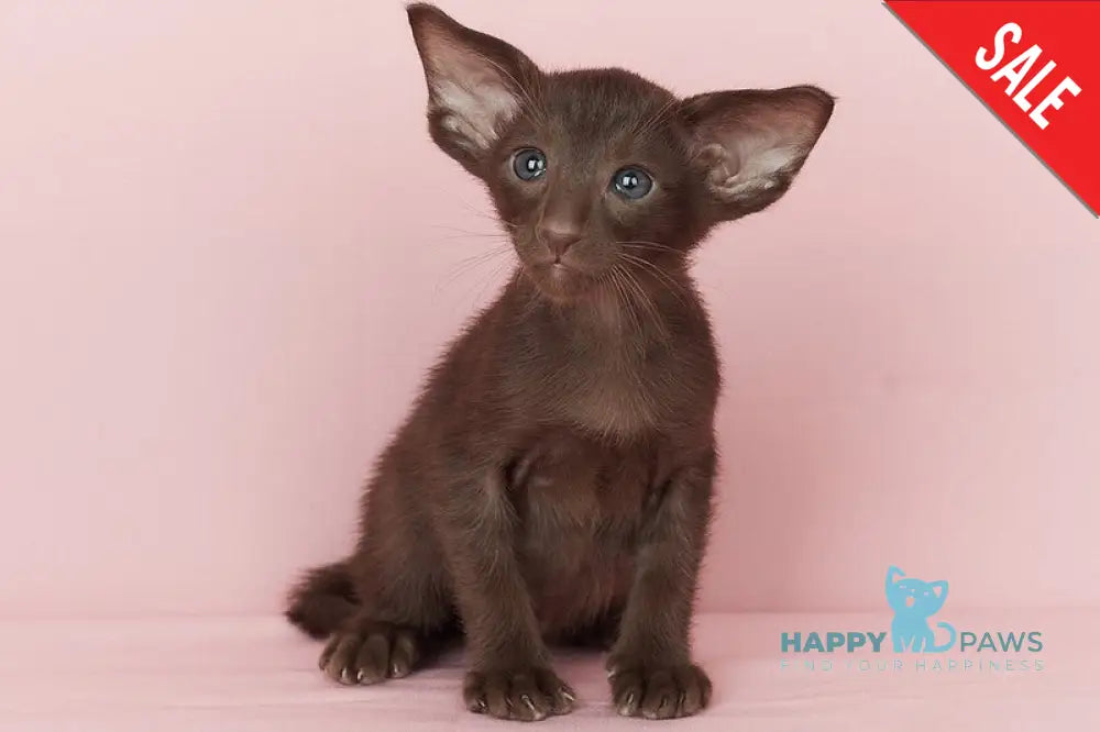 Quentin Oriental Shorthair male chocolate - live animals