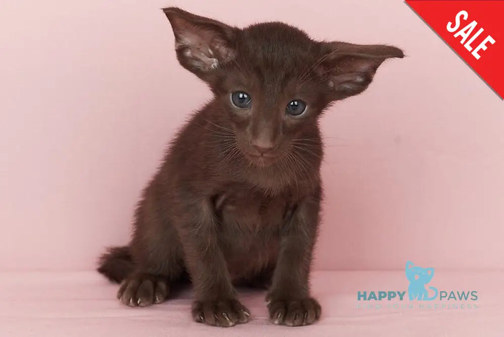 Quentin Oriental Shorthair male chocolate - live animals