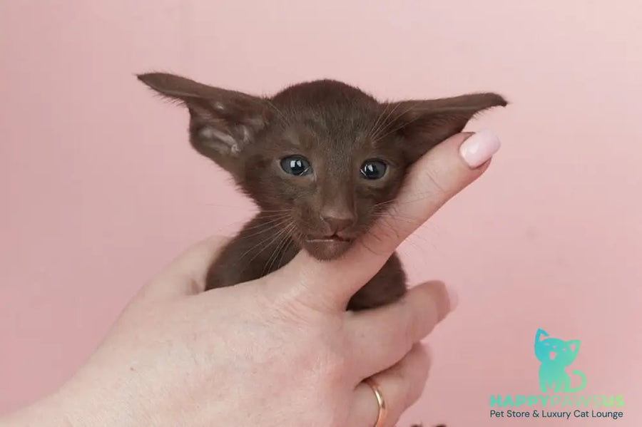 Quentin Oriental Shorthair male chocolate - live animals