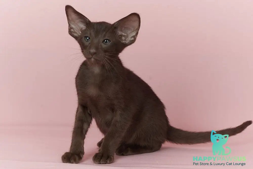Quentin Oriental Shorthair male chocolate - live animals