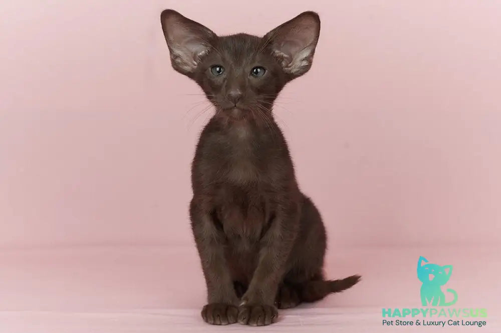 Quentin Oriental Shorthair male chocolate - live animals