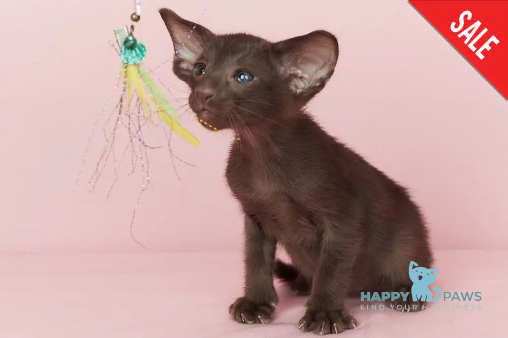 Quentin Oriental Shorthair male chocolate - live animals