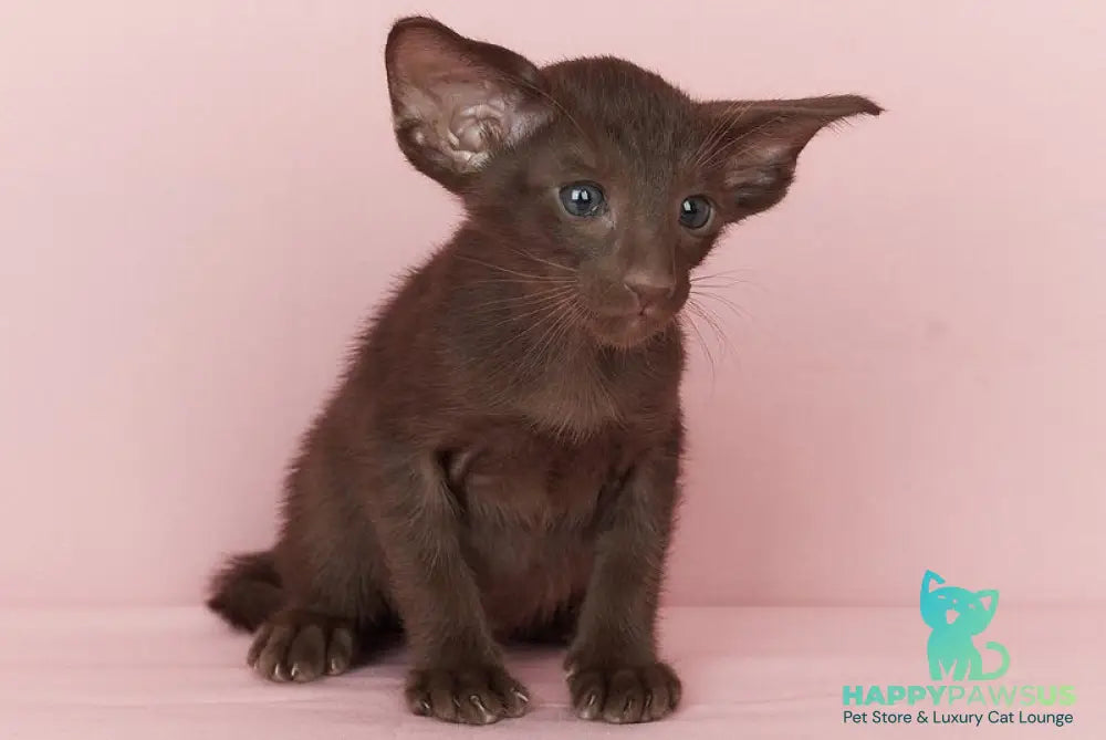Quentin Oriental Shorthair male chocolate - live animals