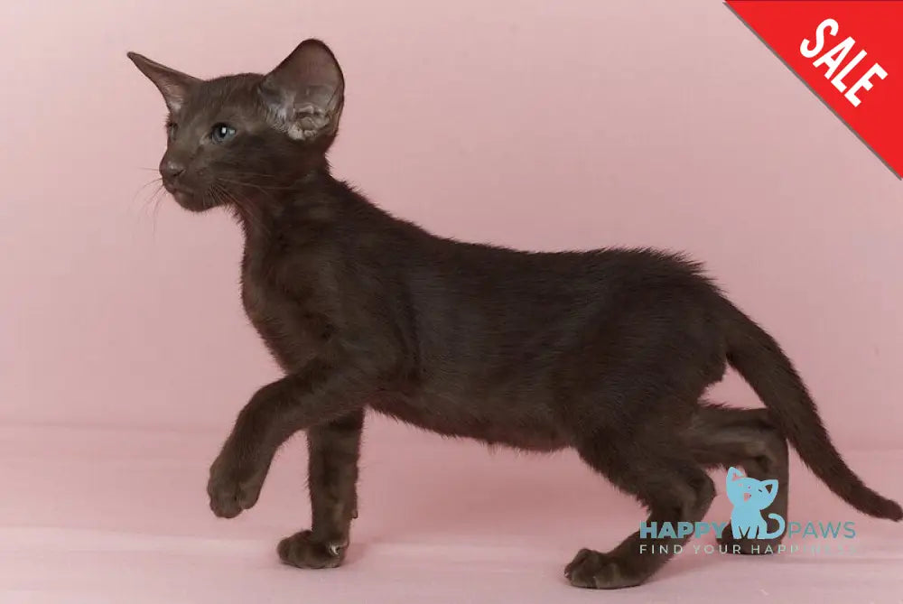 Quentin Oriental Shorthair male chocolate - live animals