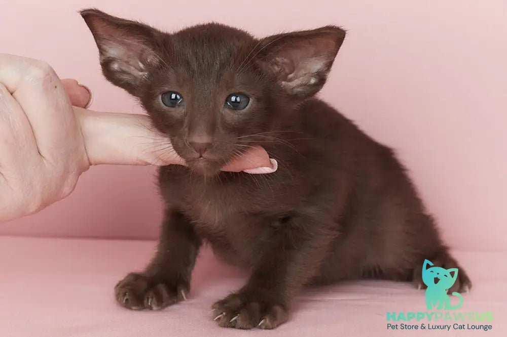 Quentin Oriental Shorthair male chocolate - live animals