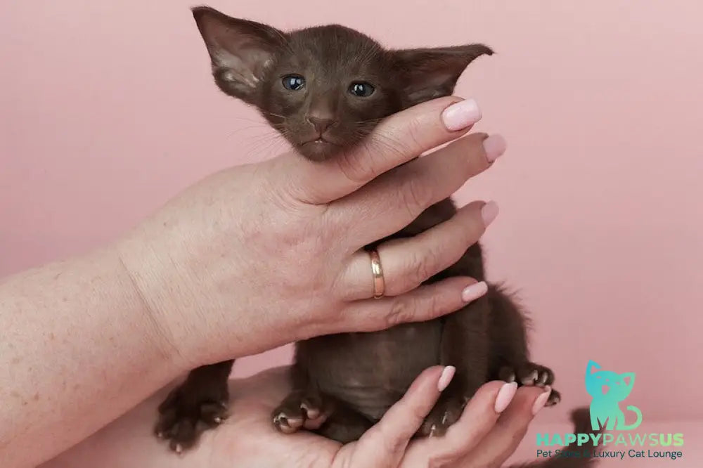 Quentin Oriental Shorthair male chocolate - live animals