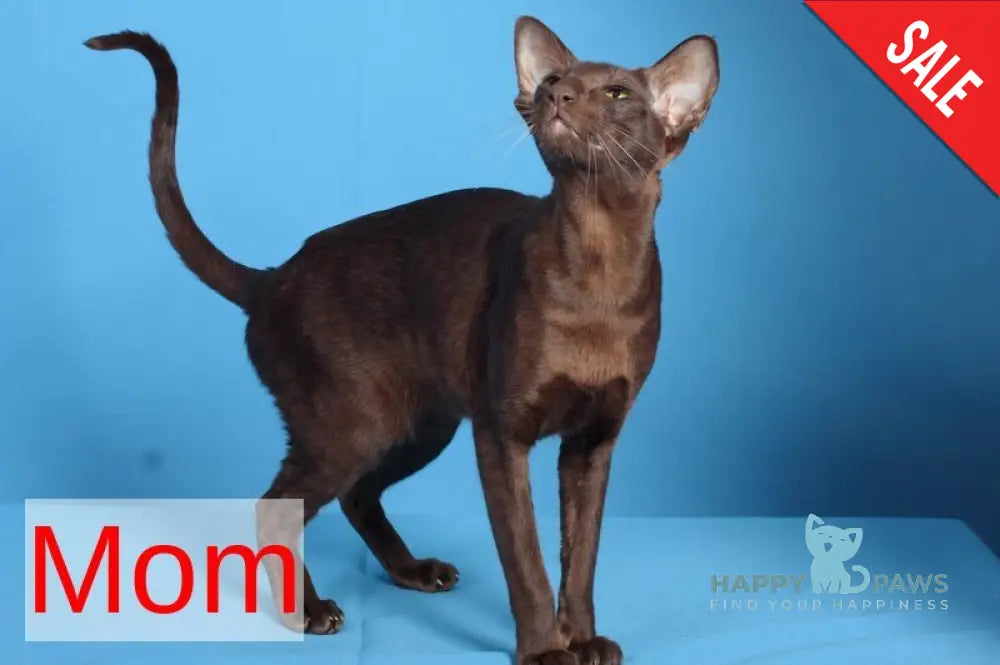 Quentin Oriental Shorthair male chocolate - live animals