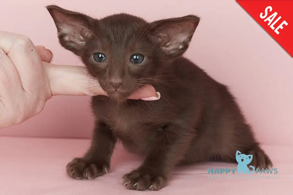 Quentin Oriental Shorthair male chocolate - live animals