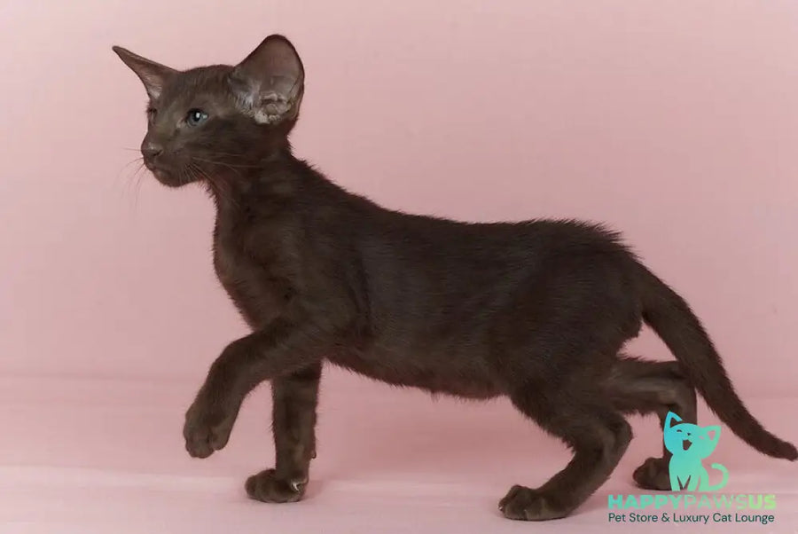 Quentin Oriental Shorthair male chocolate - live animals