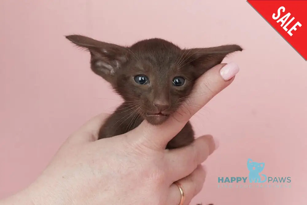 Quentin Oriental Shorthair male chocolate - live animals