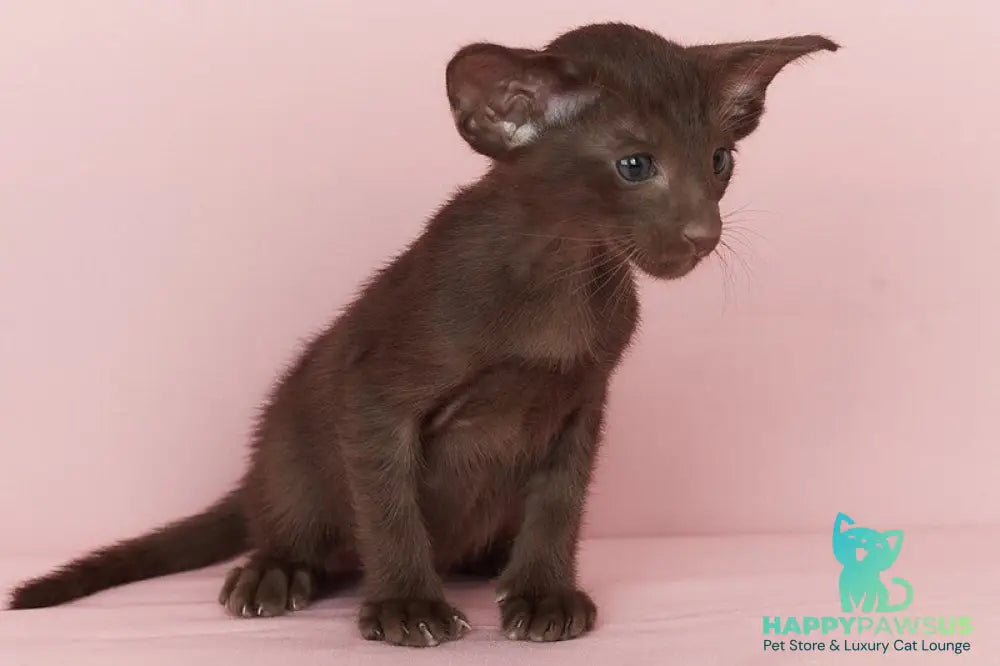 Quentin Oriental Shorthair male chocolate - live animals