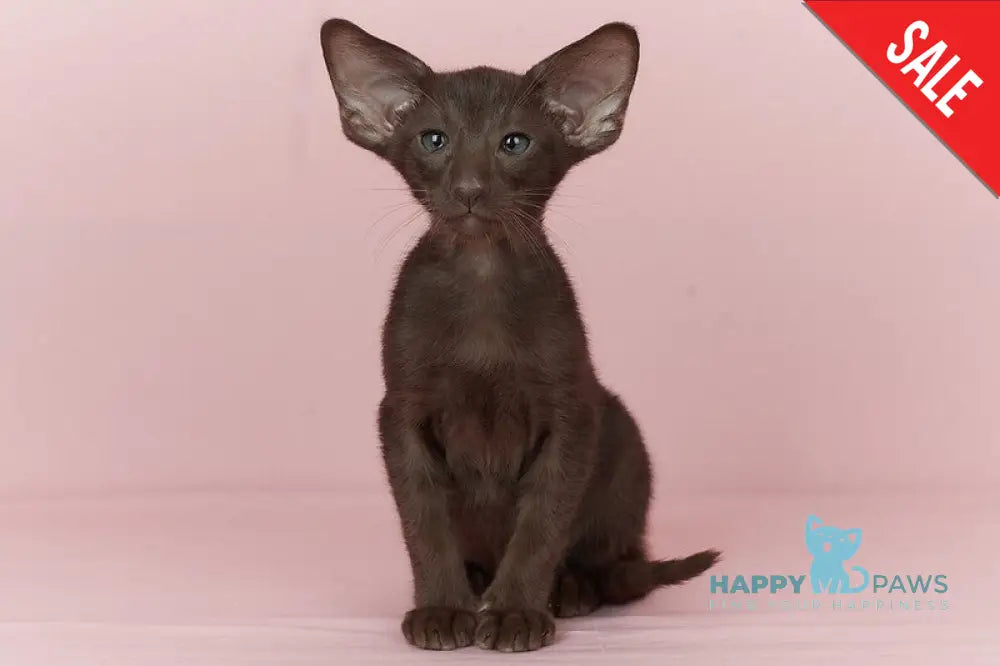Quentin Oriental Shorthair male chocolate - live animals