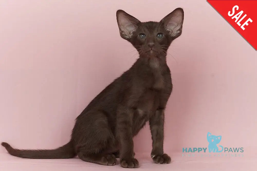 Quentin Oriental Shorthair male chocolate - live animals