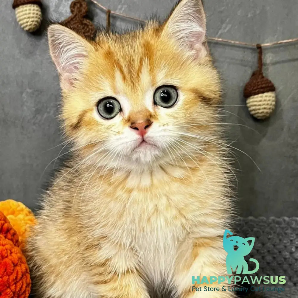 Quentin Scottish Straight male black golden spotted tabby - live animals