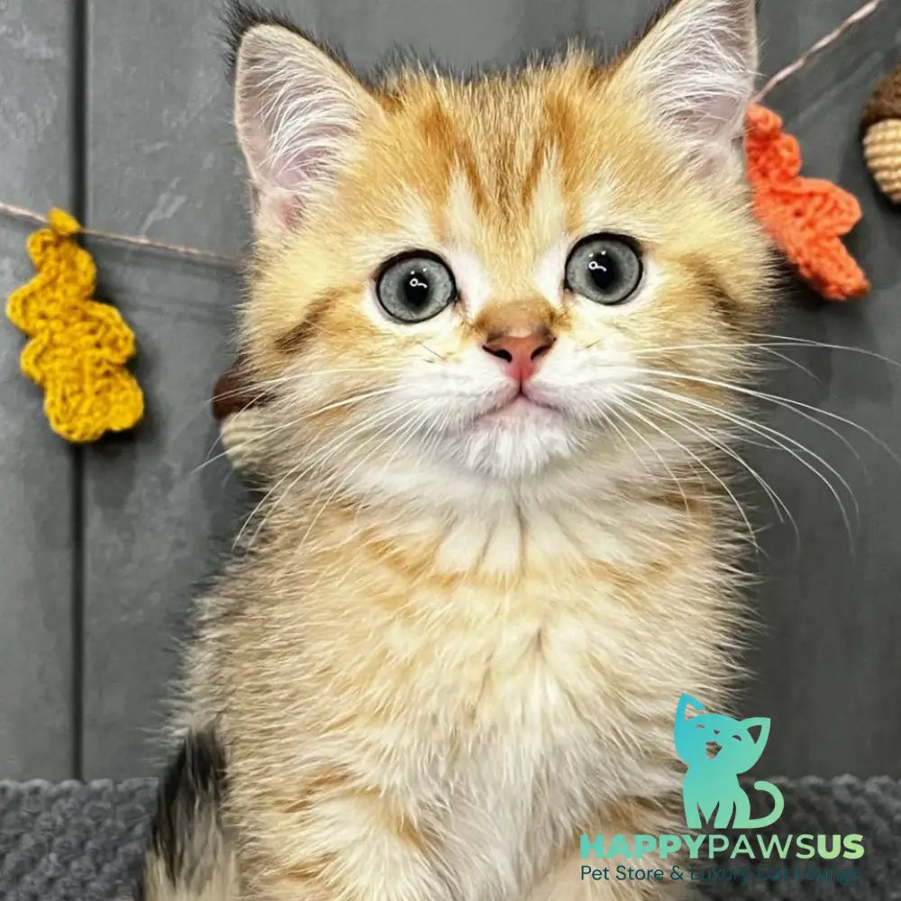 Quentin Scottish Straight male black golden spotted tabby - live animals