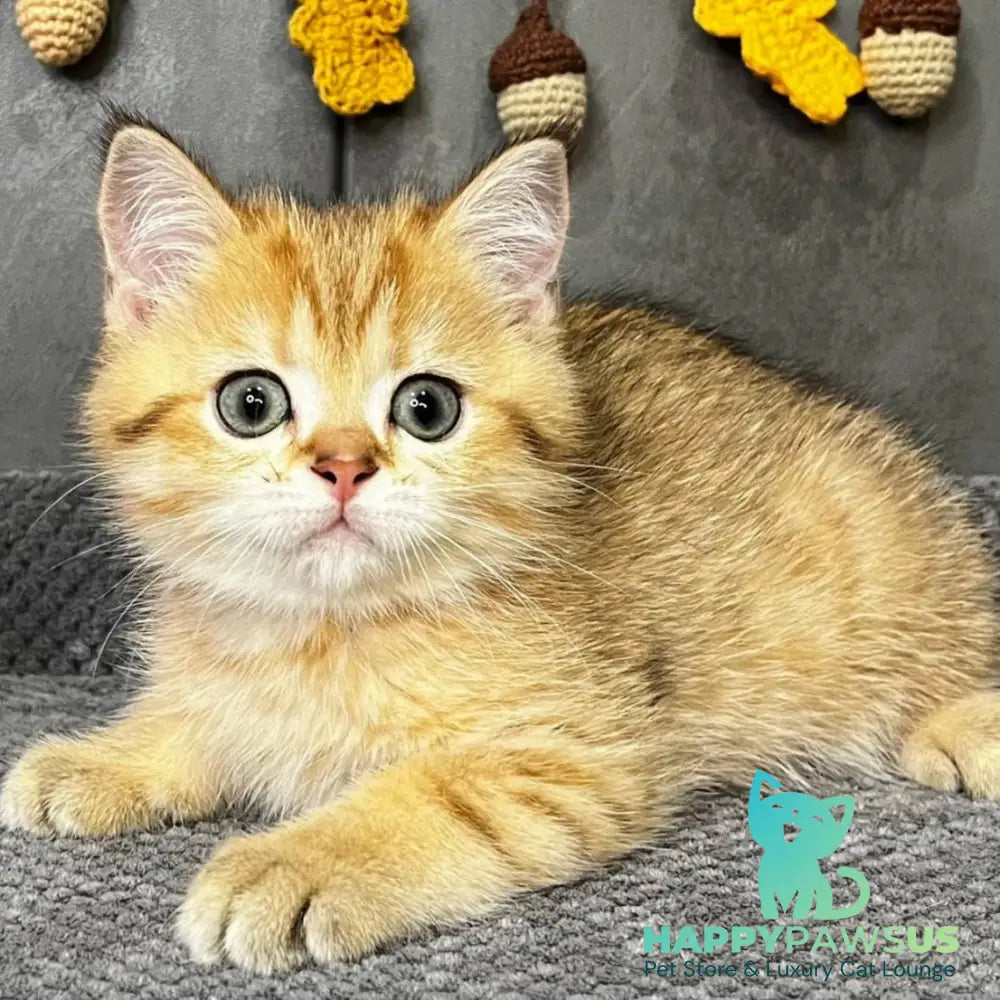 Quentin Scottish Straight male black golden spotted tabby - live animals