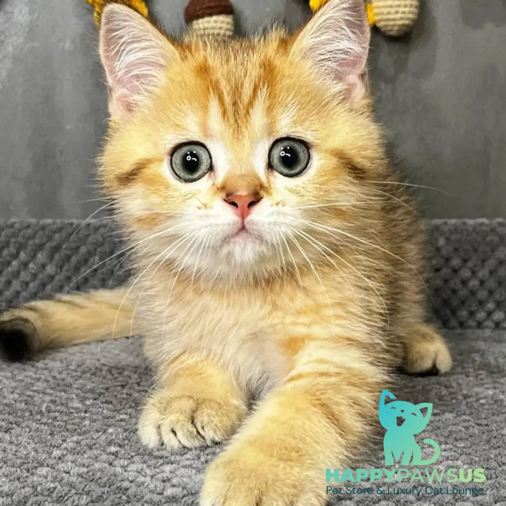 Quentin Scottish Straight male black golden spotted tabby - live animals