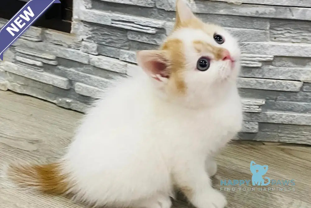 Quentin Scottish Straight Male Red Tabby Van Live Animals