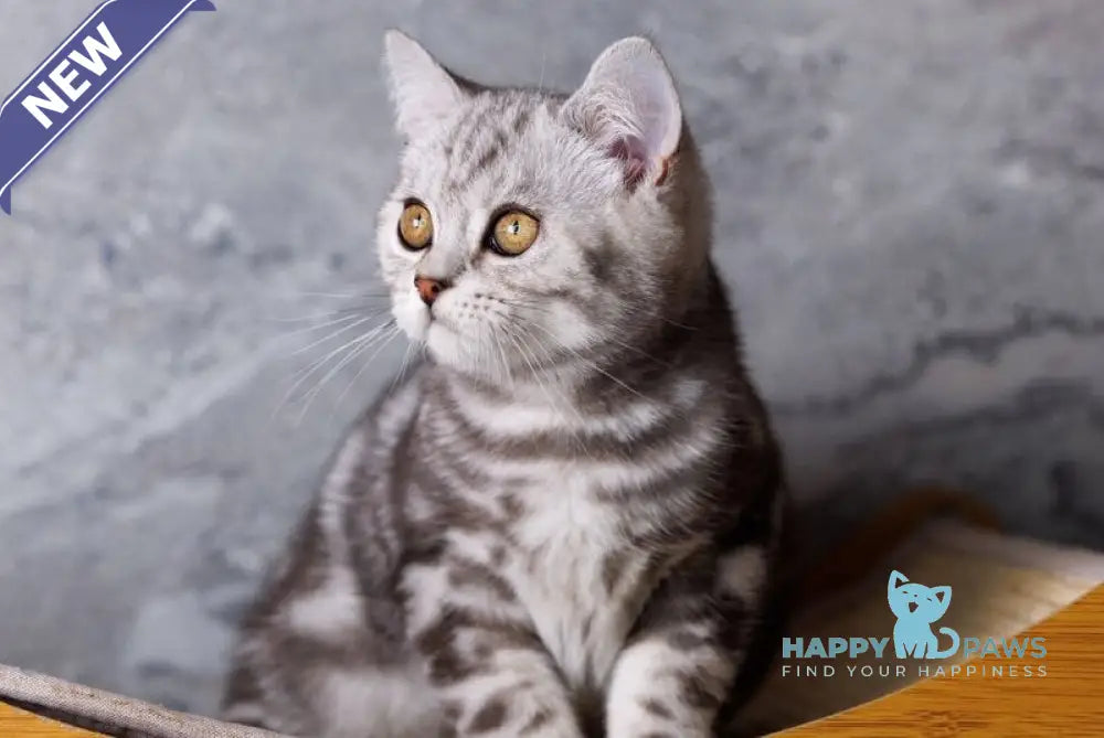 Quenzo Scottish Straight male black silver tabby live animals