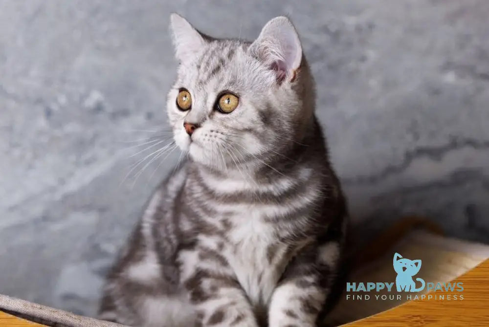 Quenzo Scottish Straight male black silver tabby live animals