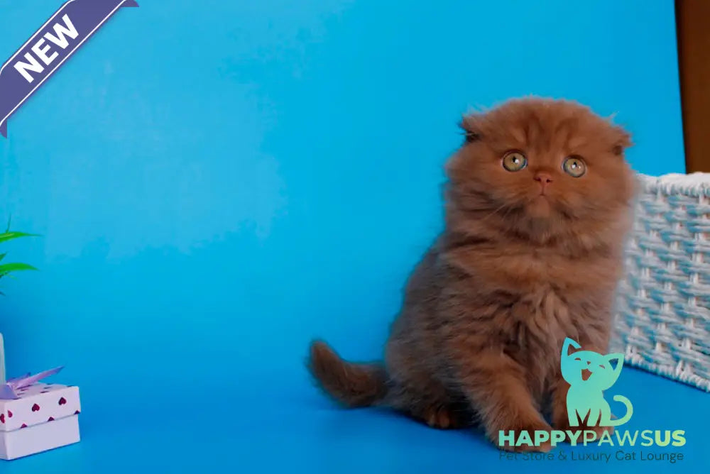 Quesa British Longhair female cinnamon - live animals