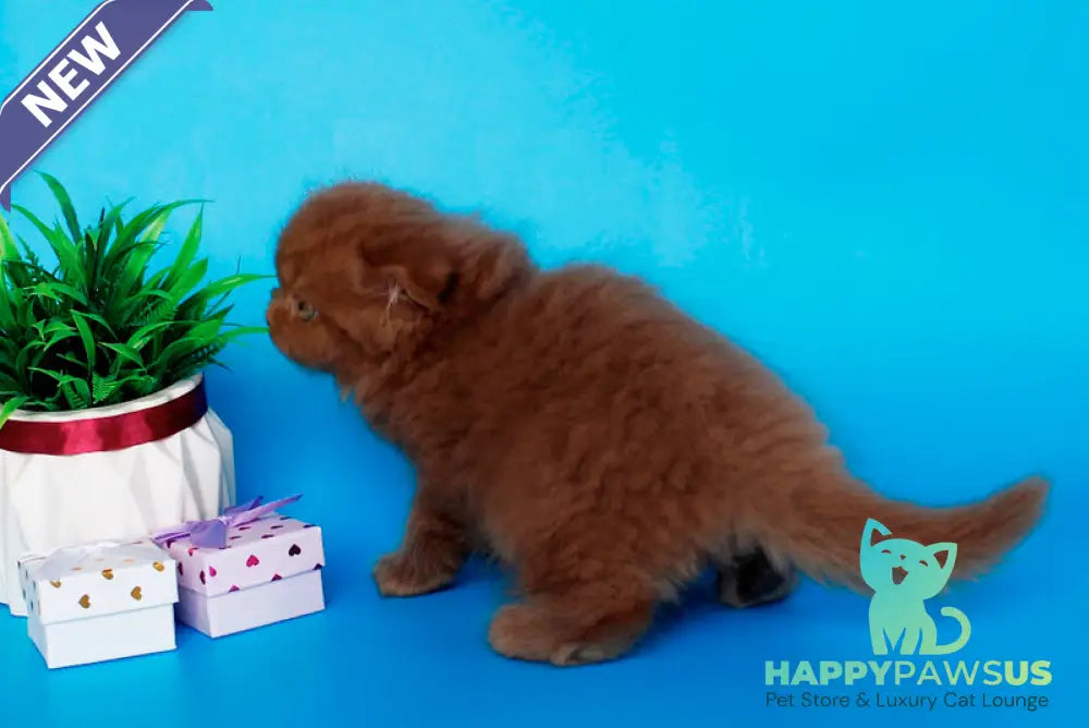 Quesa British Longhair female cinnamon - live animals