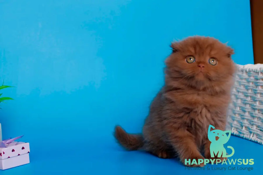Quesa British Longhair female cinnamon - live animals