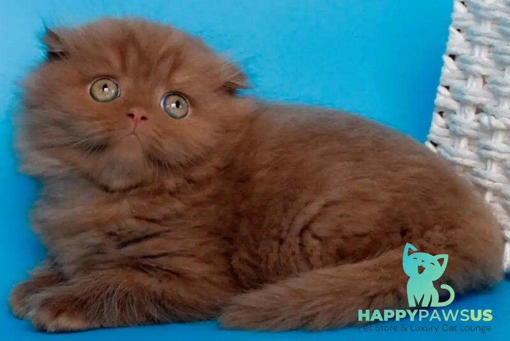 Quesa British Longhair female cinnamon - live animals