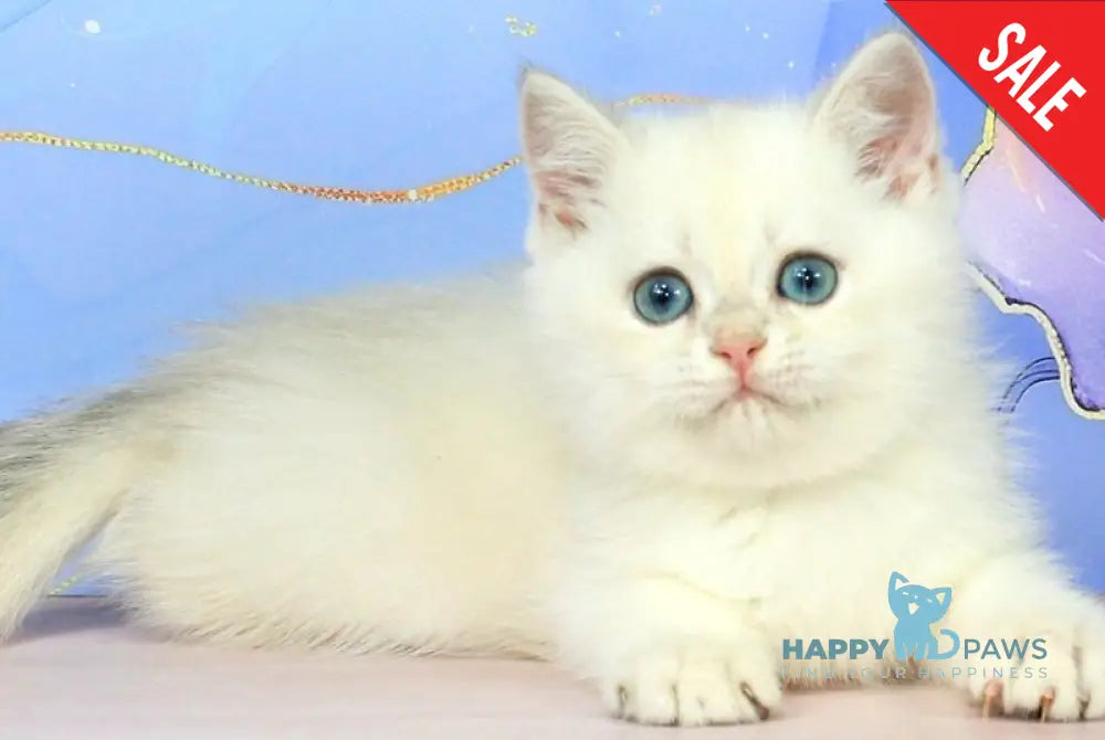 Quest British Shorthair male blue golden shaded pointed - live animals