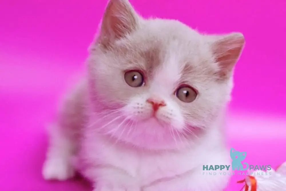 Quest British Shorthair male fawn bicolour live animals