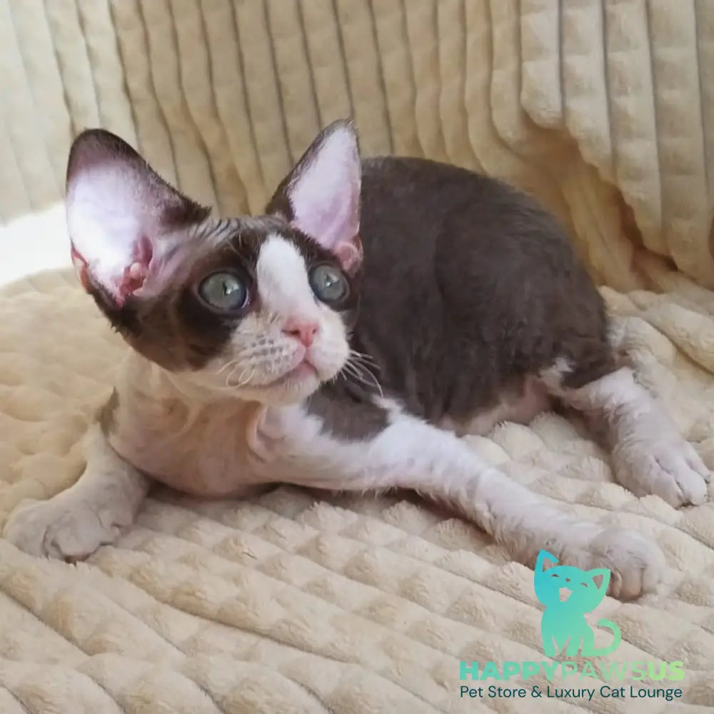Quest Devon Rex male blue bicolour - live animals