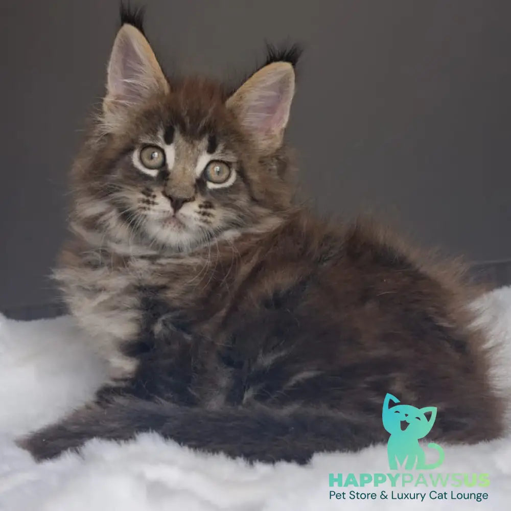 Quest Maine Coon male black tabby - live animals