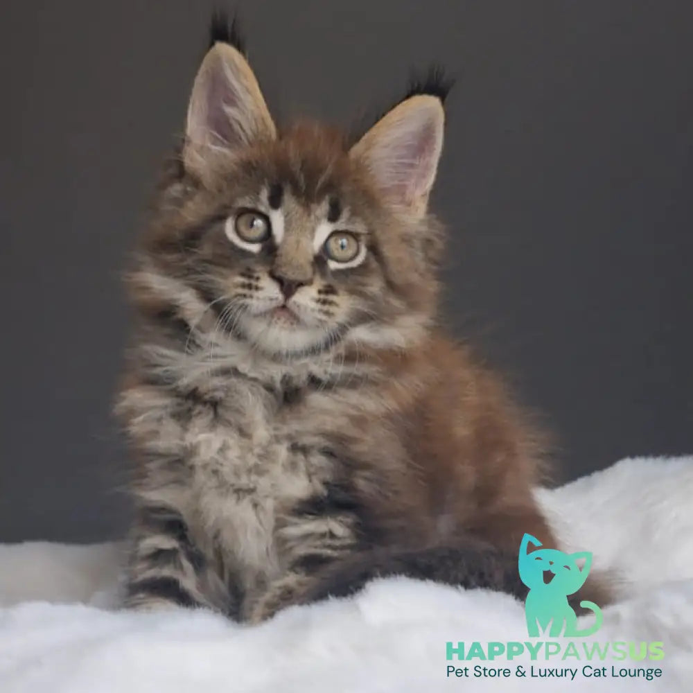 Quest Maine Coon male black tabby - live animals