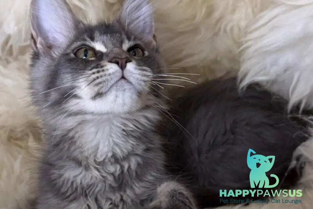 Quest Maine Coon male blue ticked tabby - live animals