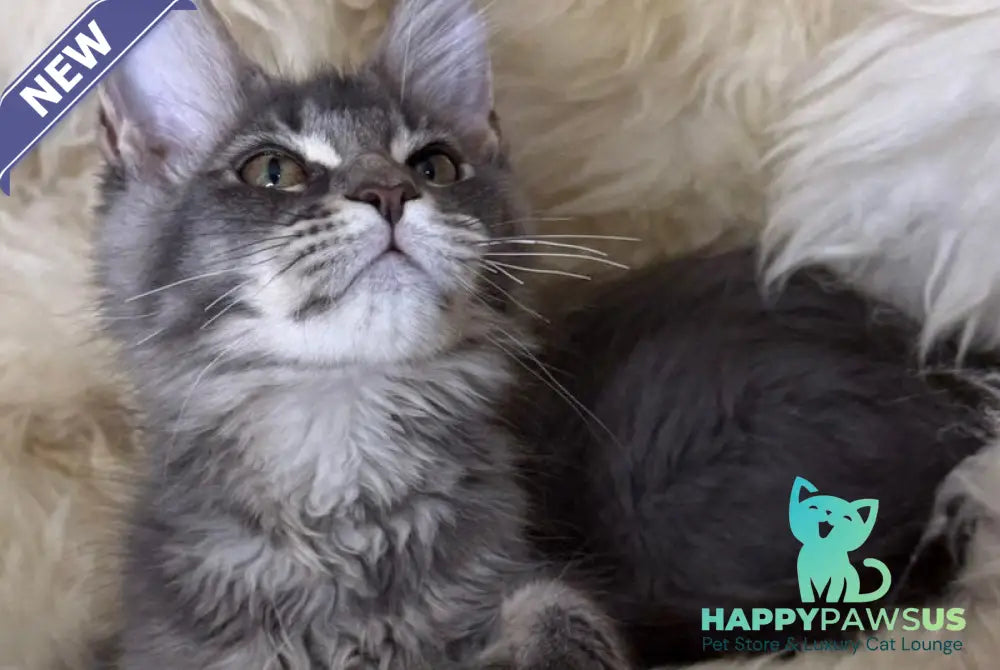 Quest Maine Coon male blue ticked tabby - live animals