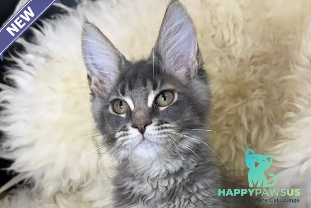 Quest Maine Coon male blue ticked tabby - live animals