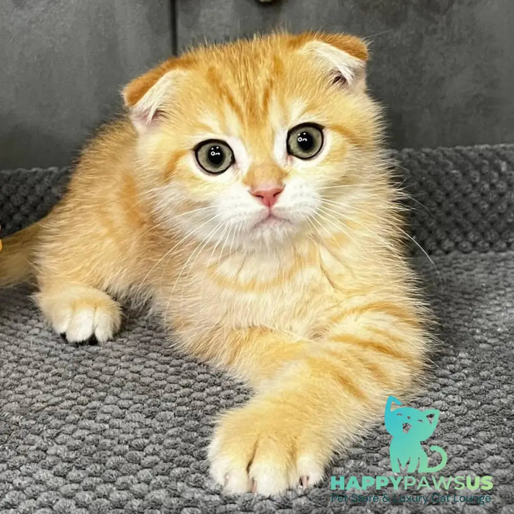Quest Scottish Fold male black golden spotted tabby - live animals